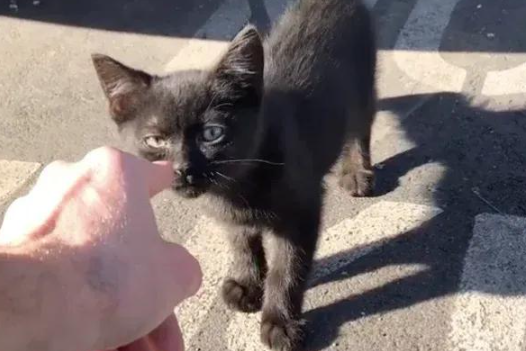 午休捡到小猫，他的人生被萌化，从此开启一人一猫的搭子生活