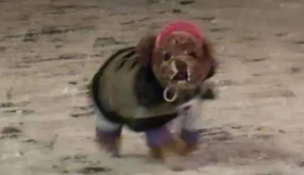 狗子第一次见到雪,在雪地里玩疯了,狗:冻死也要玩 狗子第一次见到雪,在雪地里玩疯了,狗:冻死也要玩