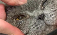 猫流眼泪打喷嚏怎么治疗