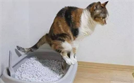 小猫换粮后拉稀怎么办