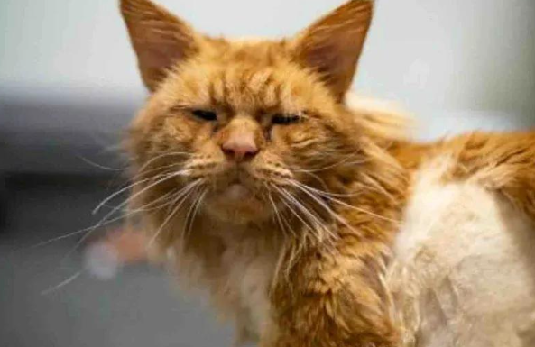 流浪猫长得像狮子没人敢惹，被救后反差太大