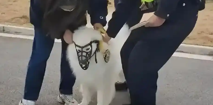 女学生被猎犬撕咬,脚筋咬断仍不松口,狗主人被拘,居民再曝猛料 女学生被猎犬撕咬,脚筋咬断仍不松口,狗主人被拘,居民再曝猛料