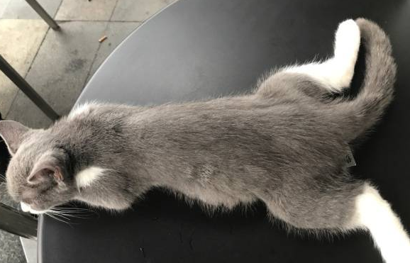 猫咪后腿无力走路摇晃怎么办