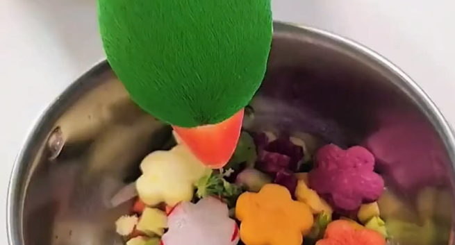 男子给鹦鹉准备精致“鲜花餐”，鹦鹉却一脸疑惑盯着他