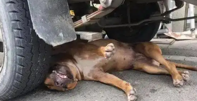 遛狗未牵绳,小狗被轧法院这么判 遛狗未牵绳,小狗被轧法院这么判