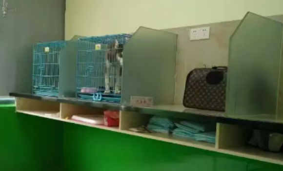 辛巴宠物医院有寄养服务吗