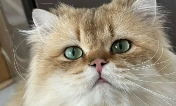 猫猫皮炎会传染吗 猫猫皮炎会传染吗