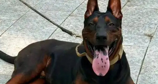 莱州红犬纯种怎么辨认?看细节不踩坑! 莱州红犬纯种怎么辨认?看细节不踩坑!