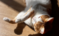 猫咪杯状病毒感染症状是什么