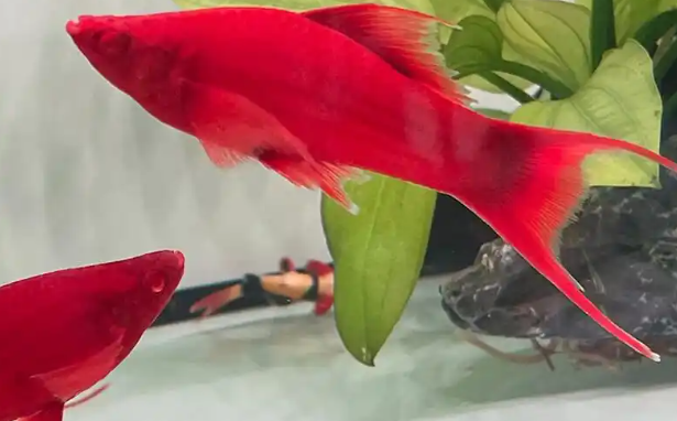 虹弦见观赏水母活体哪个系列好，性价比高？