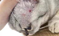 猫藓用药后扩散怎么办