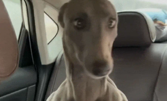 灵缇犬误闯私家车，那一身腱子肉看呆车主