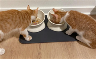 一个月的猫吃什么食物长得快