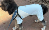 狗剃秃了穿衣服还会感冒吗