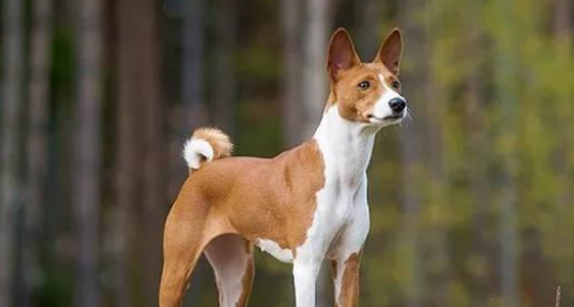 稀有的“哑巴狗”,巴仙吉犬是什么狗?你可能都没见过 稀有的“哑巴狗”,巴仙吉犬是什么狗?你可能都没见过