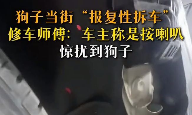 2026开年魔幻名场面!广东双狗为“爱情”拆车,车主欲哭无泪 2026开年魔幻名场面!广东双狗为“爱情”拆车,车主欲哭无泪
