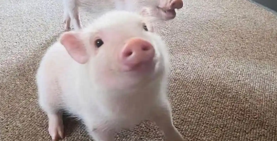 家有萌宠小香猪：新手铲屎官必备指南