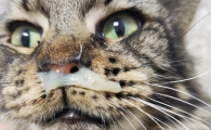猫咪打喷嚏流鼻涕眼屎多怎么办？