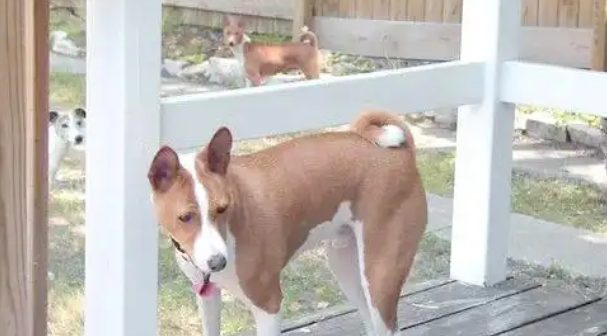 巴仙吉犬性格怎么样?外向顽皮易和人接触 巴仙吉犬性格怎么样?外向顽皮易和人接触
