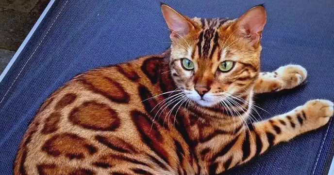 怎样预防猫咪感染寄生虫病 怎样预防猫咪感染寄生虫病