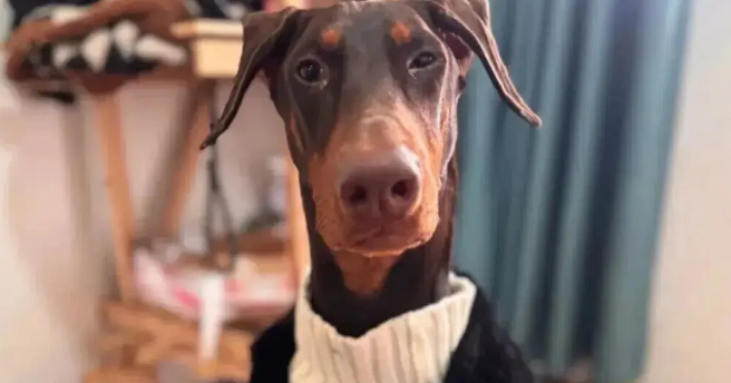 妹子用卫衣给杜宾犬改了件衣服,这个搭配……超绝啊 妹子用卫衣给杜宾犬改了件衣服,这个搭配……超绝啊