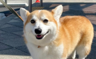 狗狗肺炎会传染人吗