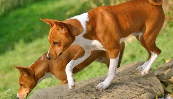 巴仙吉犬智商高不高?在狗界排名倒数却有领导心理 巴仙吉犬智商高不高?在狗界排名倒数却有领导心理