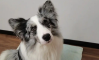 狗狗歪头摇头抓耳朵症状反复怎么办？