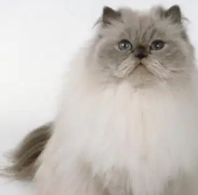 喜马拉雅猫：波斯猫和暹罗猫无法媲美的完美猫咪