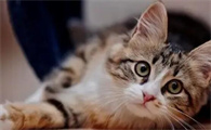 猫咪呕吐不止需要立刻就医吗?