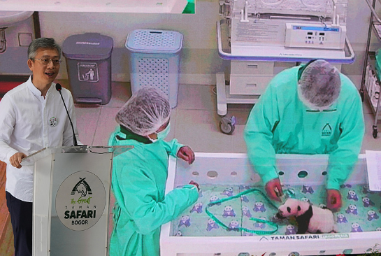 首只在印尼诞生大熊猫“里奥”正式亮相