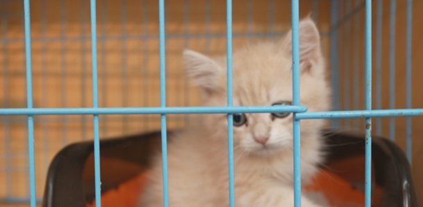 宠物狗购买7天后患上犬瘟死亡，市监介入调查