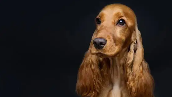 旅行新伴侣：英国可卡犬，忠诚与欢乐同行！