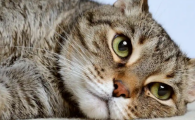 猫传染性腹膜炎是怎么引起的