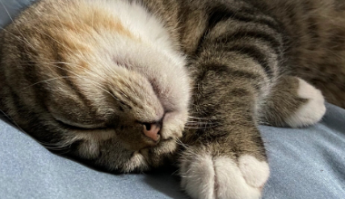 猫冠状病毒阳性要紧吗