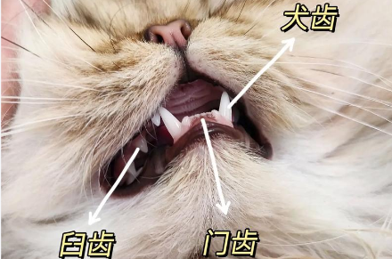 猫咪门牙全无是什么原因？正常吗？
