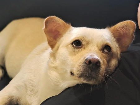 狗狗鼻子上长黄斑是怎么回事