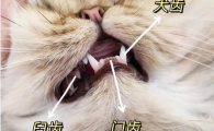 猫咪门牙全无是什么原因？正常吗？