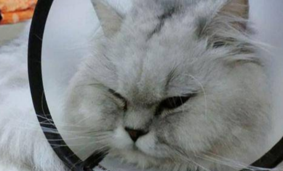 猫鼻支的猫能活多久