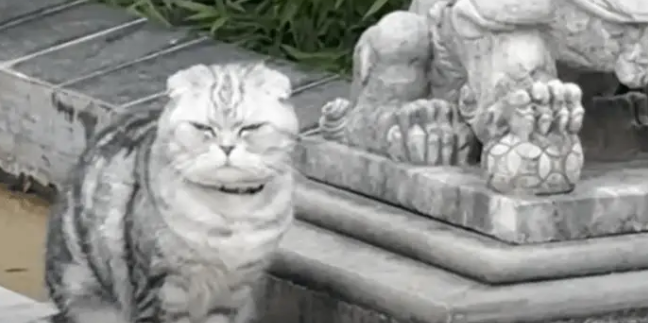 网友说她家的小猫能镇宅站岗，还真的是镇宅“石喵”