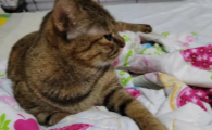 传腹猫可以绝育嘛