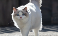 如何预防布偶猫尿道结石