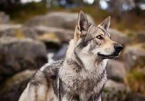 外表是狼,心里是狗?捷克狼犬优缺点全解析 外表是狼,心里是狗?捷克狼犬优缺点全解析
