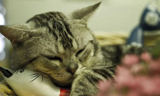 猫咪腹部胀大,是不是消化不良? 猫咪腹部胀大,是不是消化不良?