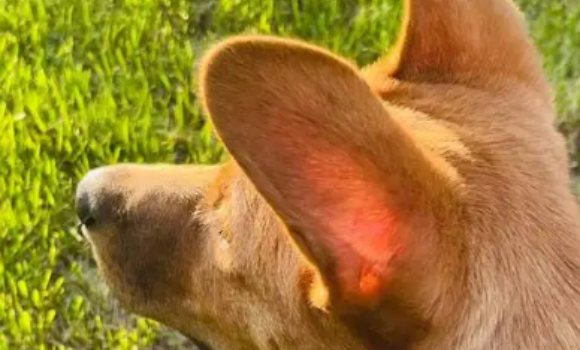 狗耳螨会爬到人身上来吗