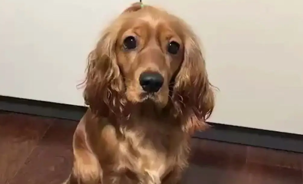 旅行新伴侣：英国可卡犬，忠诚与欢乐同行！
