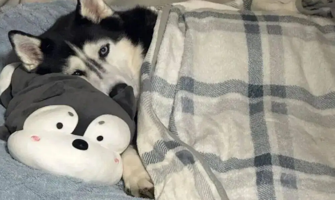 哈士奇睡觉必须盖被子，主人无语：你不是西伯利亚来的吗