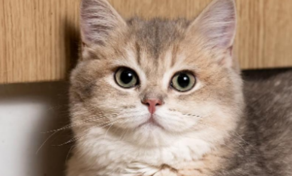 猫猫皮炎是什么样子 猫猫皮炎是什么样子