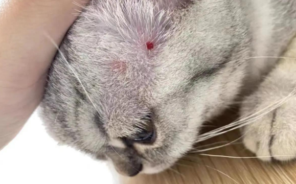 猫藓用药后扩散怎么办 猫藓用药后扩散怎么办