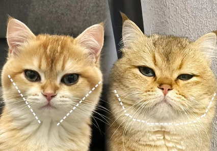 猫咪多大开始发腮长胖